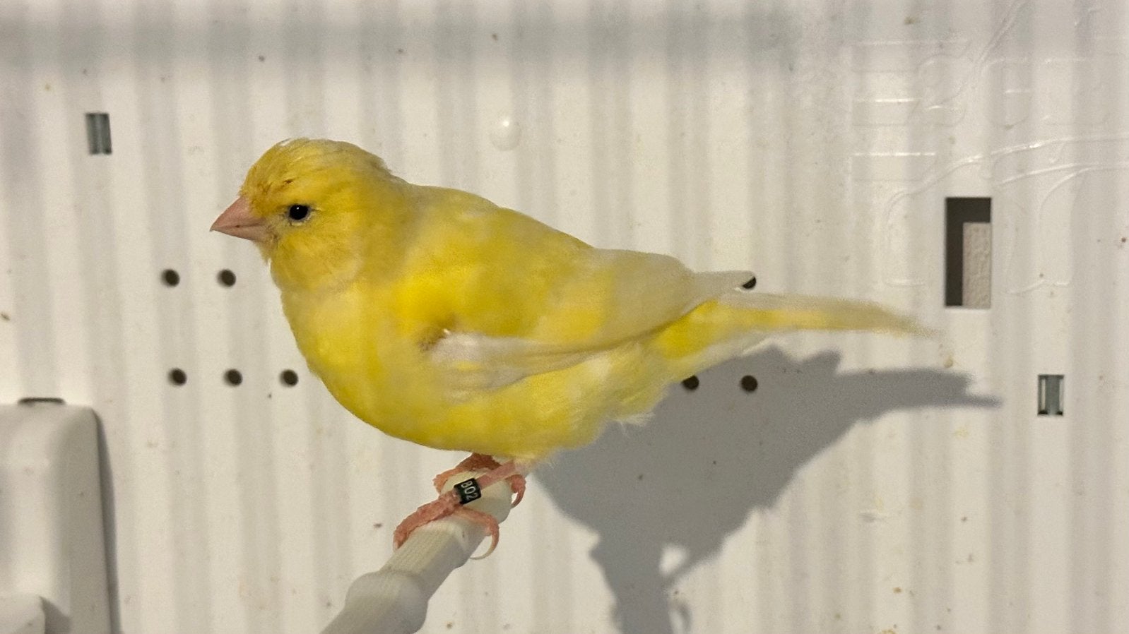Kanarie, Mâle, Canari de couleur