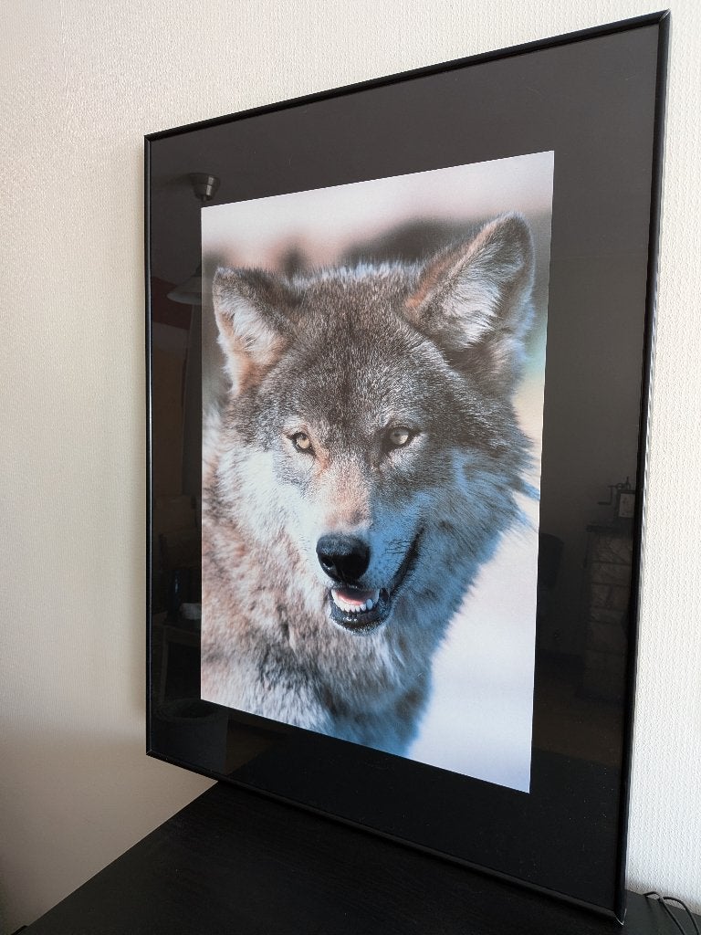 Cadre Loup (80x60cm), Enlèvement, Photo, Photographie