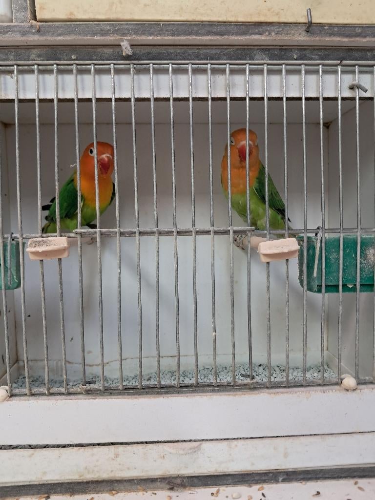 6 fischeri, agaporniden, parkieten, vogels, Meerdere dieren, Parkiet, Geringd
