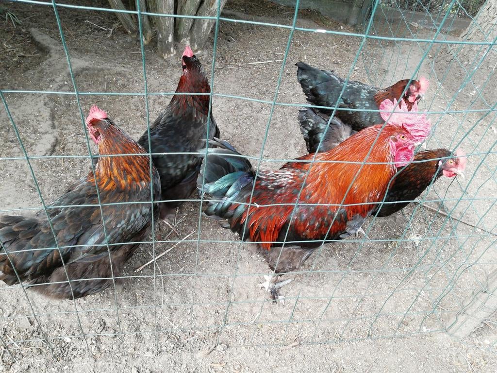 Broed eieren van marans koperhals