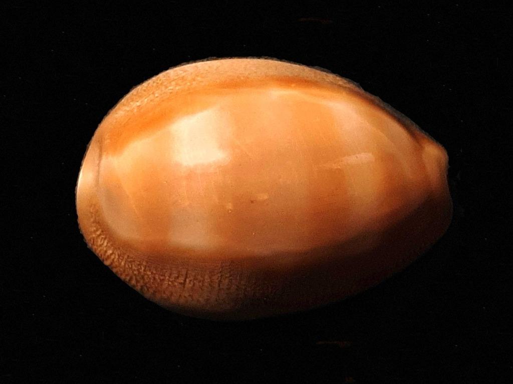 Cypraeidae Lyncina schilderorum 32mm, Enlèvement ou Envoi, Coquillage(s)
