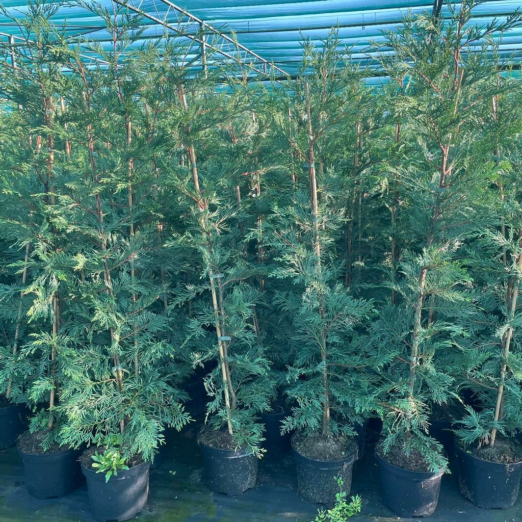 Leylandii aan topprijzen‼️, Jardin & Terrasse, Plantes | Arbustes & Haies, Enlèvement
