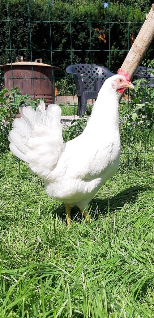 Kippen witte leghorn jonge hennen beschikbaar, Dieren en Toebehoren, Vrouwelijk, Kip