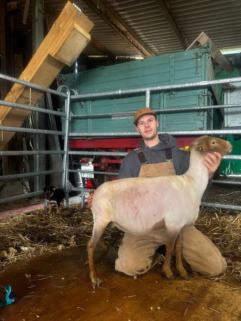 scheren van schapen, Meerdere dieren, Schaap, 0 tot 2 jaar