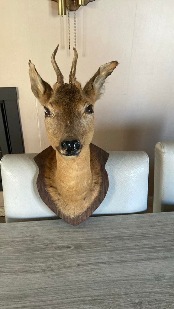 REEBOKKOP taxidermie, Verzamelen, Dierenverzamelingen, Ophalen, Zo goed als nieuw, Hert, Gewei of Kop