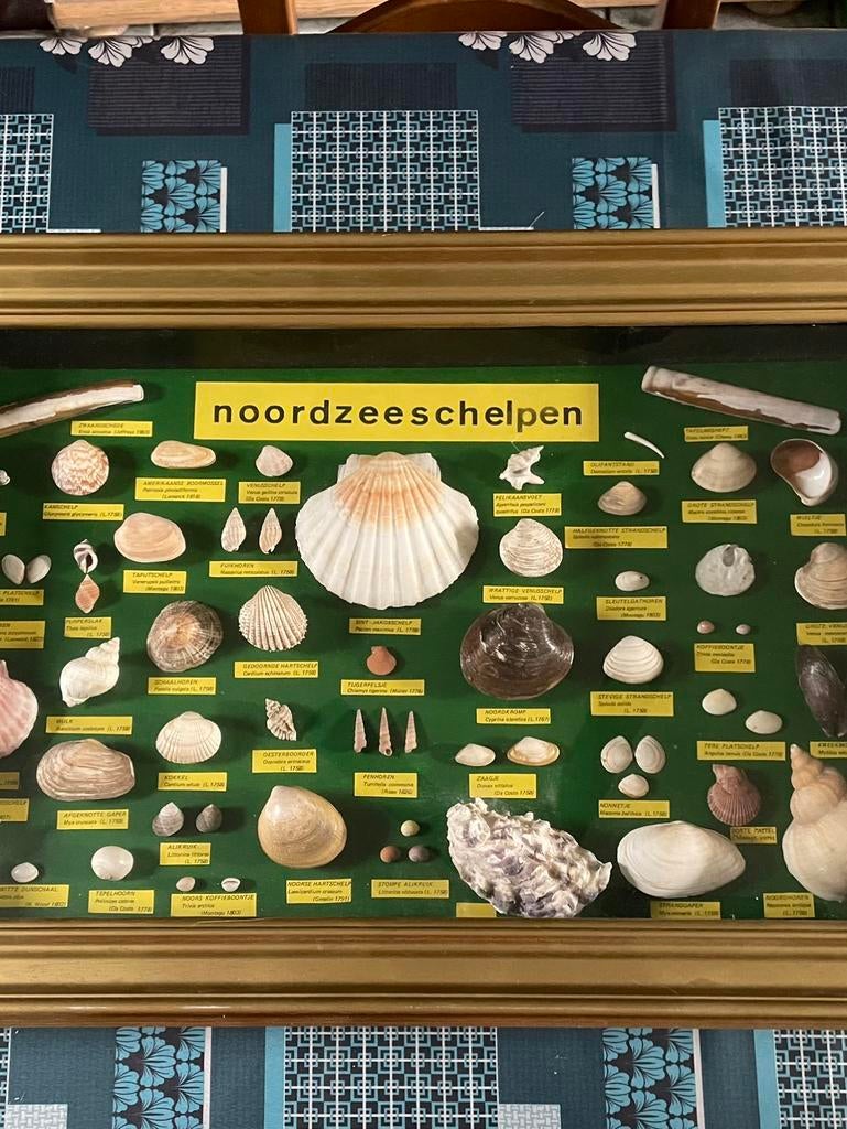 Cadre, Enlèvement ou Envoi, Coquillage(s)