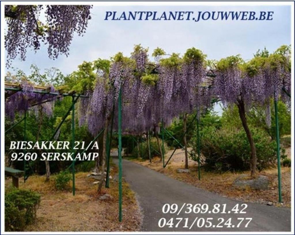 Magnifique WISTERIA "PROLIFIC", EN POT, 1 Mètre : 16€/pc., Enlèvement ou Envoi, Été, Plante fixe, Plantes grimpantes