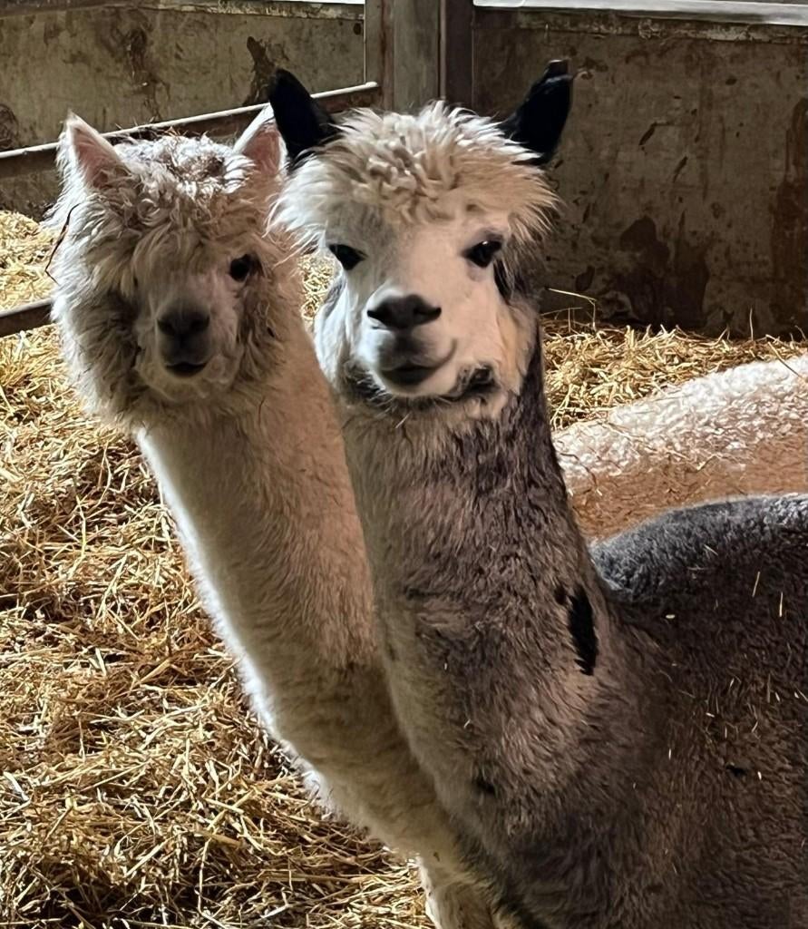 Mooie en lieve alpaca Macho, Mei, Mannelijk