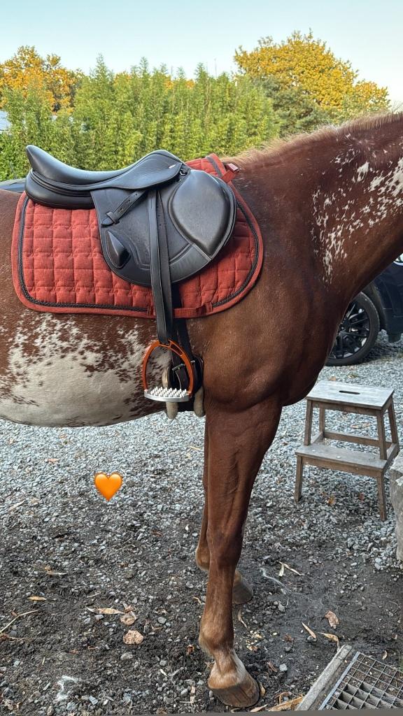 Event zadel Tekna LeTek 17.5 bruin, Dieren en Toebehoren, Ophalen