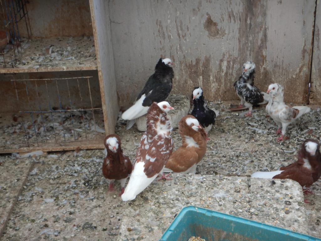 capucyn  duiven die mogen verhuizen, Dieren en Toebehoren, Meerdere dieren, Overige soorten