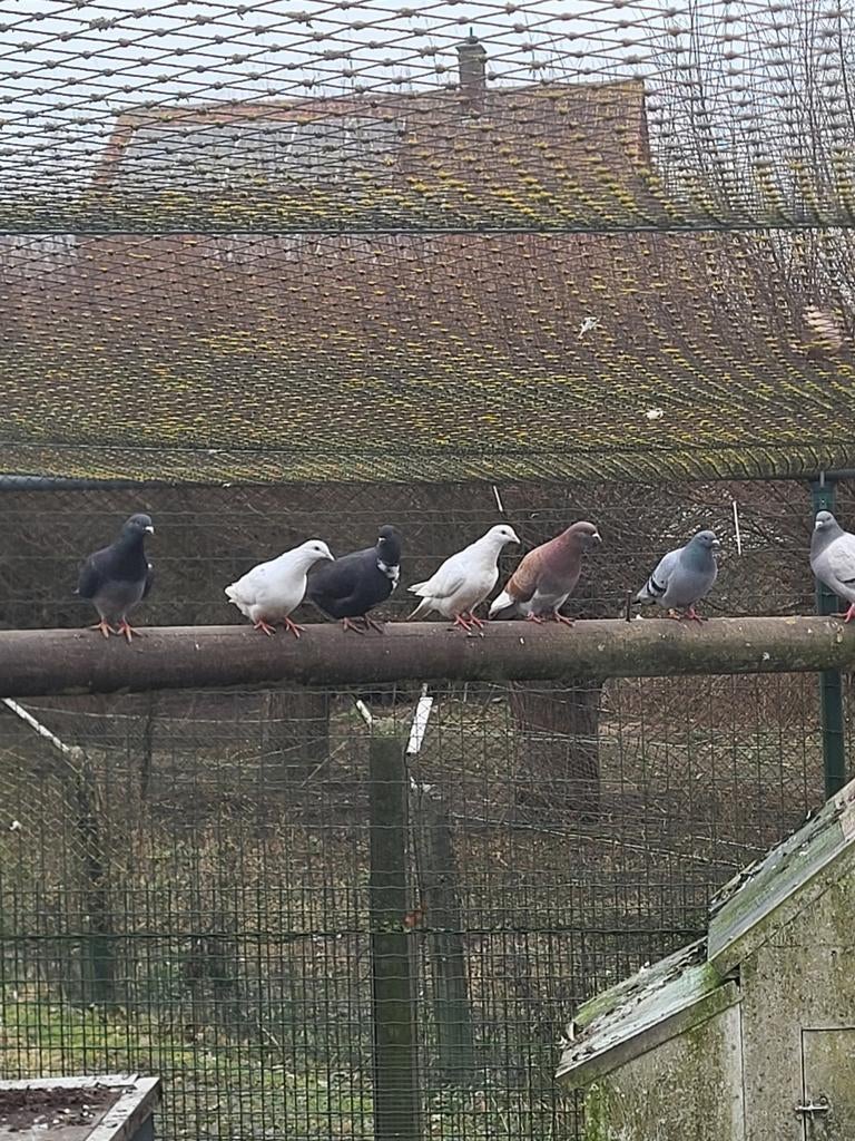 Koters (vleesduiven), Dieren en Toebehoren, Vogels | Overige Vogels, Meerdere dieren