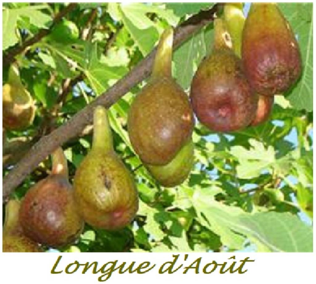 FIGUIERS entre autre LONGUE D'AOÛT 1,5++ MÈTRE en pot, 15€/, Enlèvement ou Envoi, Plante fixe, Plantes fruitières, Plein soleil