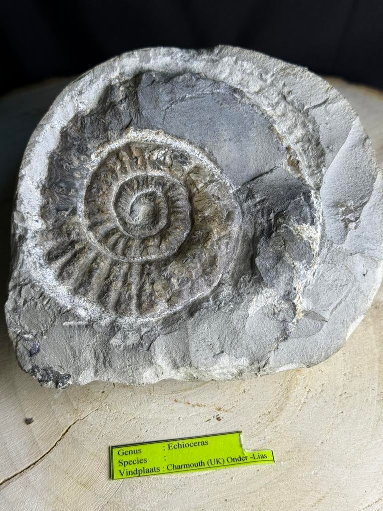 Belle pierre précieuse : ammonite., Collections, Minéraux & Fossiles, Enlèvement ou Envoi, Fossile