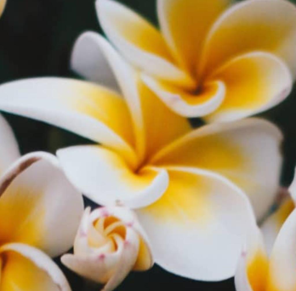 Geurolie – Frangipani Jasmijn 50ml. van Youwish, Verzenden, Nieuw