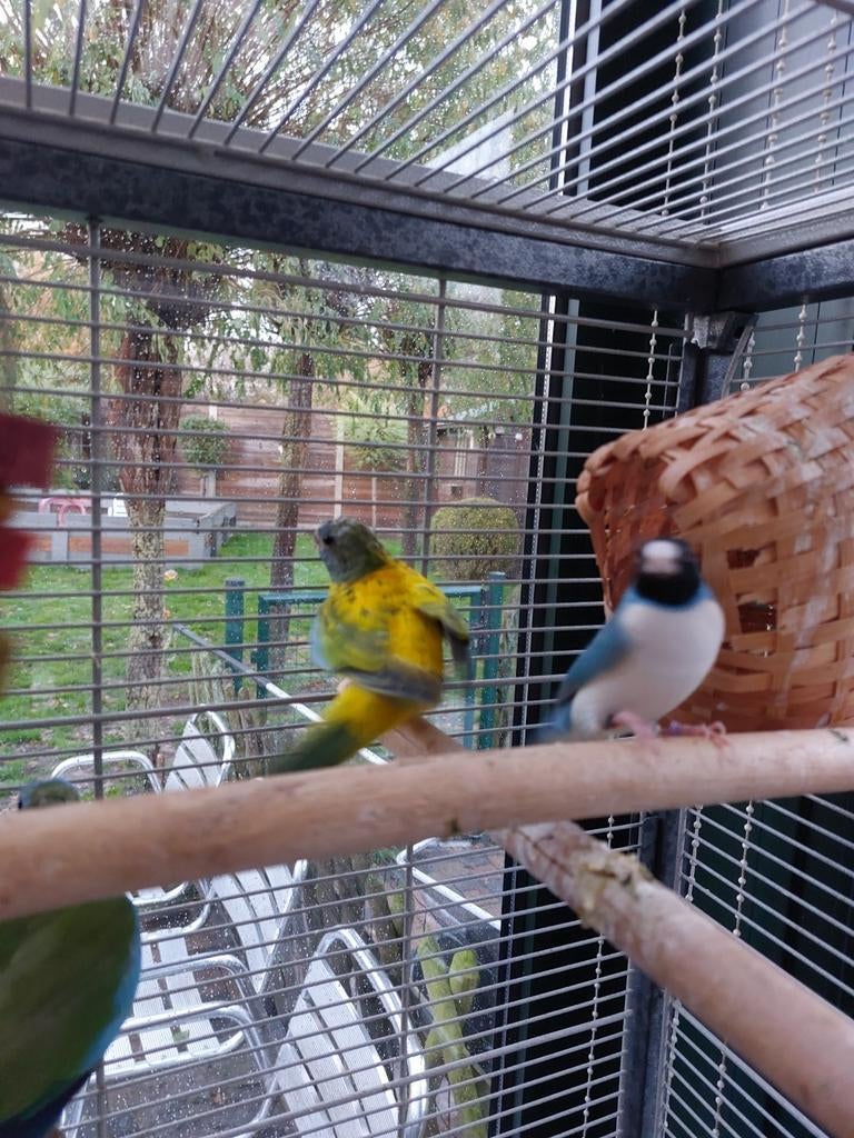 4 splendid parkieten. 0486 215927, Dieren en Toebehoren, Geringd