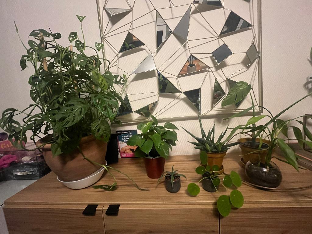 Lot de plantes, Autres espèces, En pot, Moins de 100 cm, Enlèvement