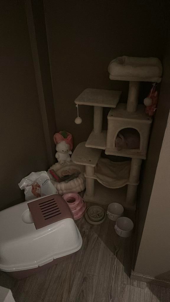 Kattenpaal+kattenbak+kattenvoer+bedje+speelgoed+bakjes, Dieren en Toebehoren, Ophalen, Zo goed als nieuw