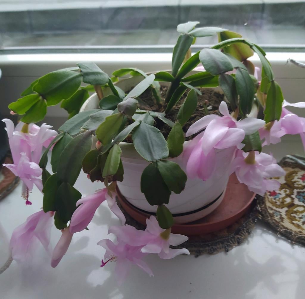 Kerstcactus die zachtroze bloemen geeft, echte plant, Huis en Inrichting, Ophalen of Verzenden