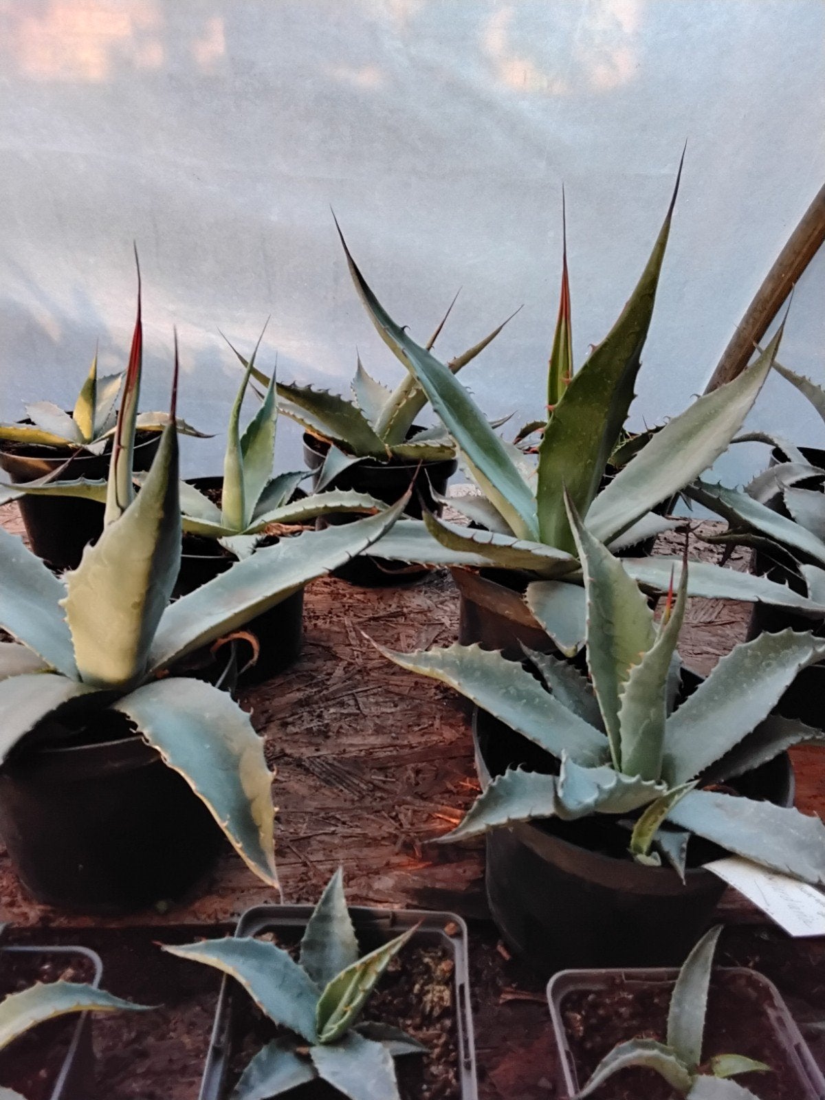 Agave havardiana, Jardin & Terrasse, Enlèvement