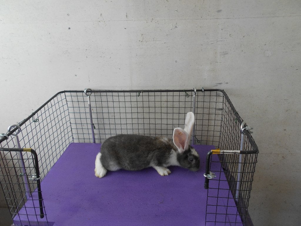 jonge konijnen, Meerdere dieren, Groot, 0 tot 2 jaar