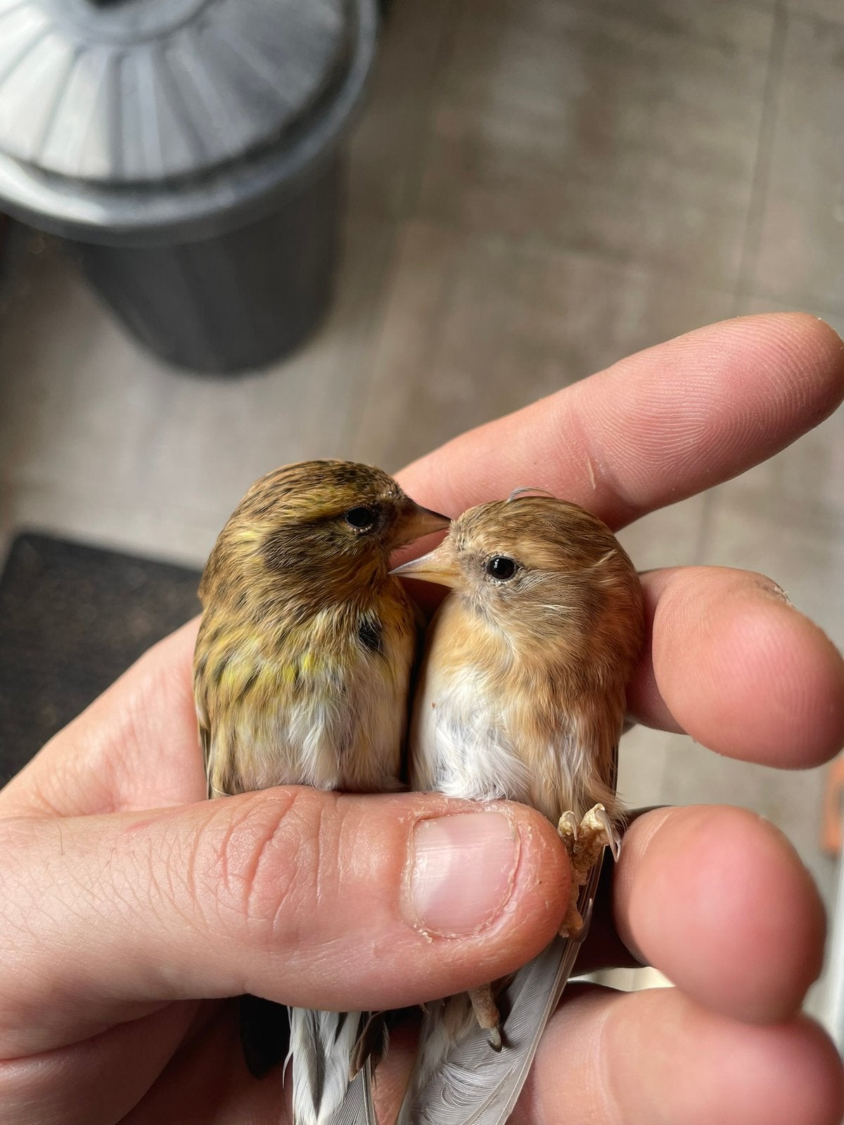 Kruising sijs x barmsijs, Dieren en Toebehoren, Geslacht onbekend, Bastaard
