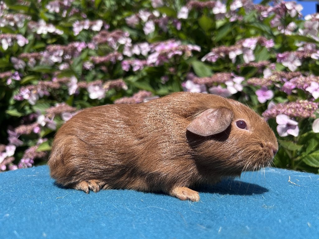 goud  cavia zeugje, Dieren en Toebehoren, Knaagdieren, Cavia, Juni, Vrouwelijk, Tam