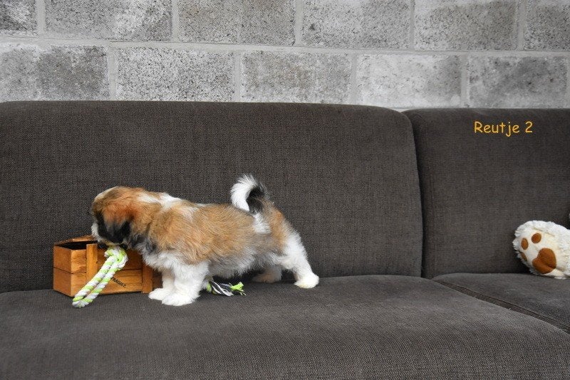 Prachtige Boomertjes, Dieren en Toebehoren, Honden | Niet-rashonden, België, CDV (hondenziekte), 8 tot 15 weken, Meerdere