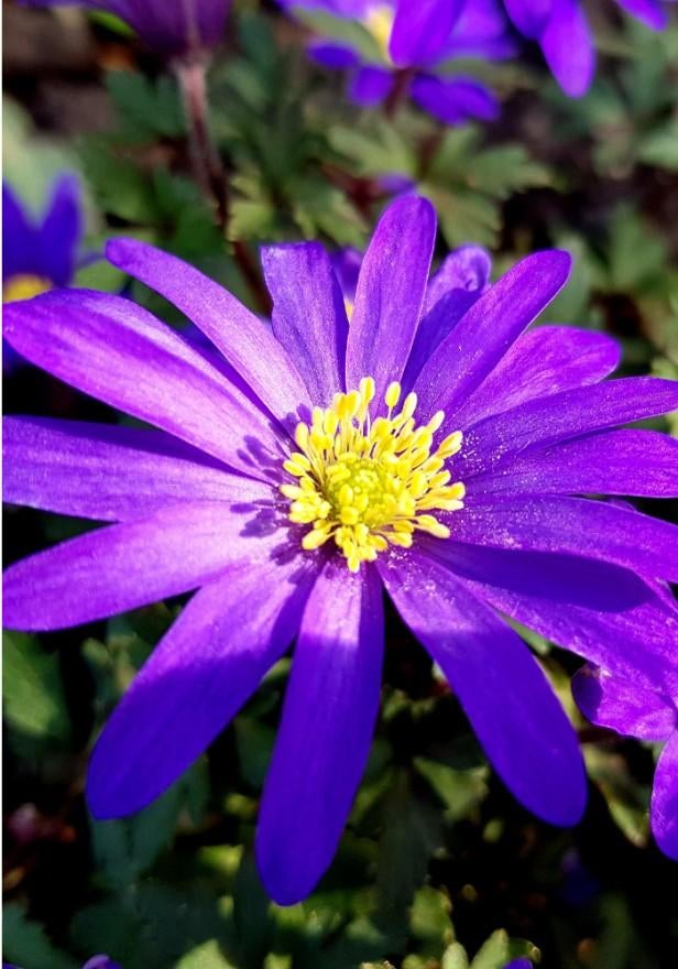 Aster Blue Wonder, Tuin en Terras, Ophalen