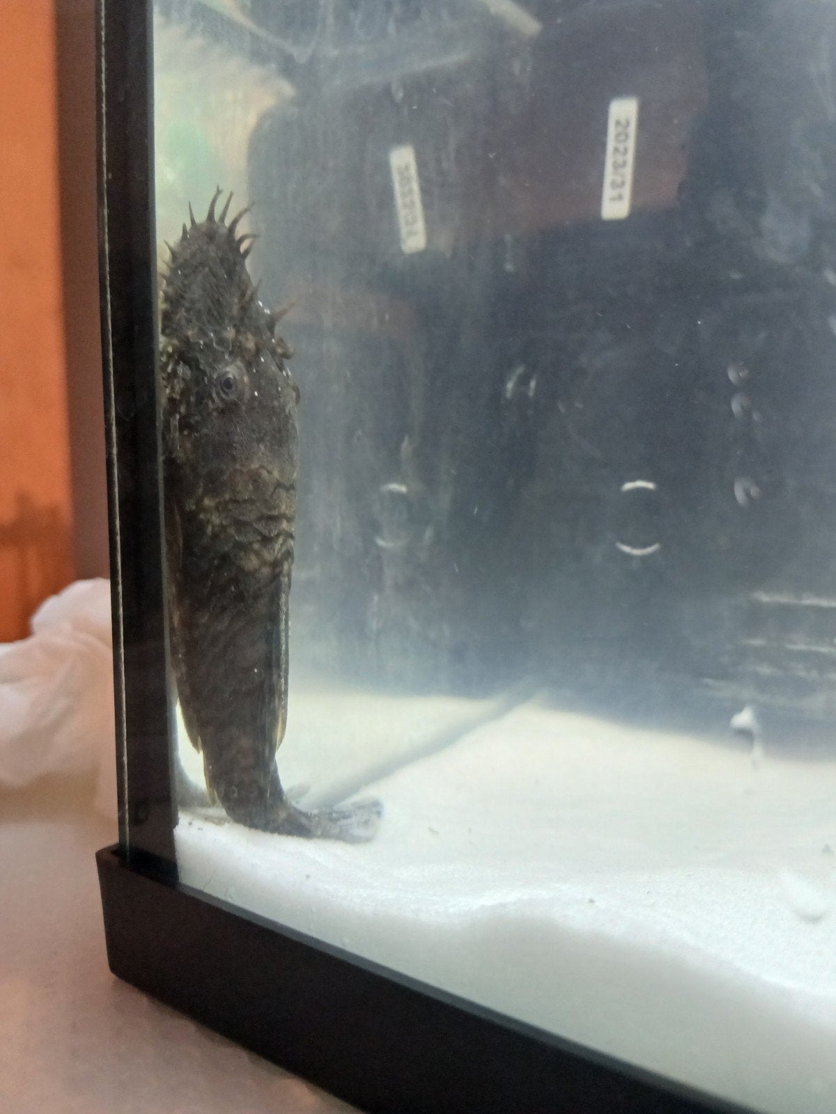 Pleco 7cm, Animaux & Accessoires, Autres types, Poisson d'eau douce