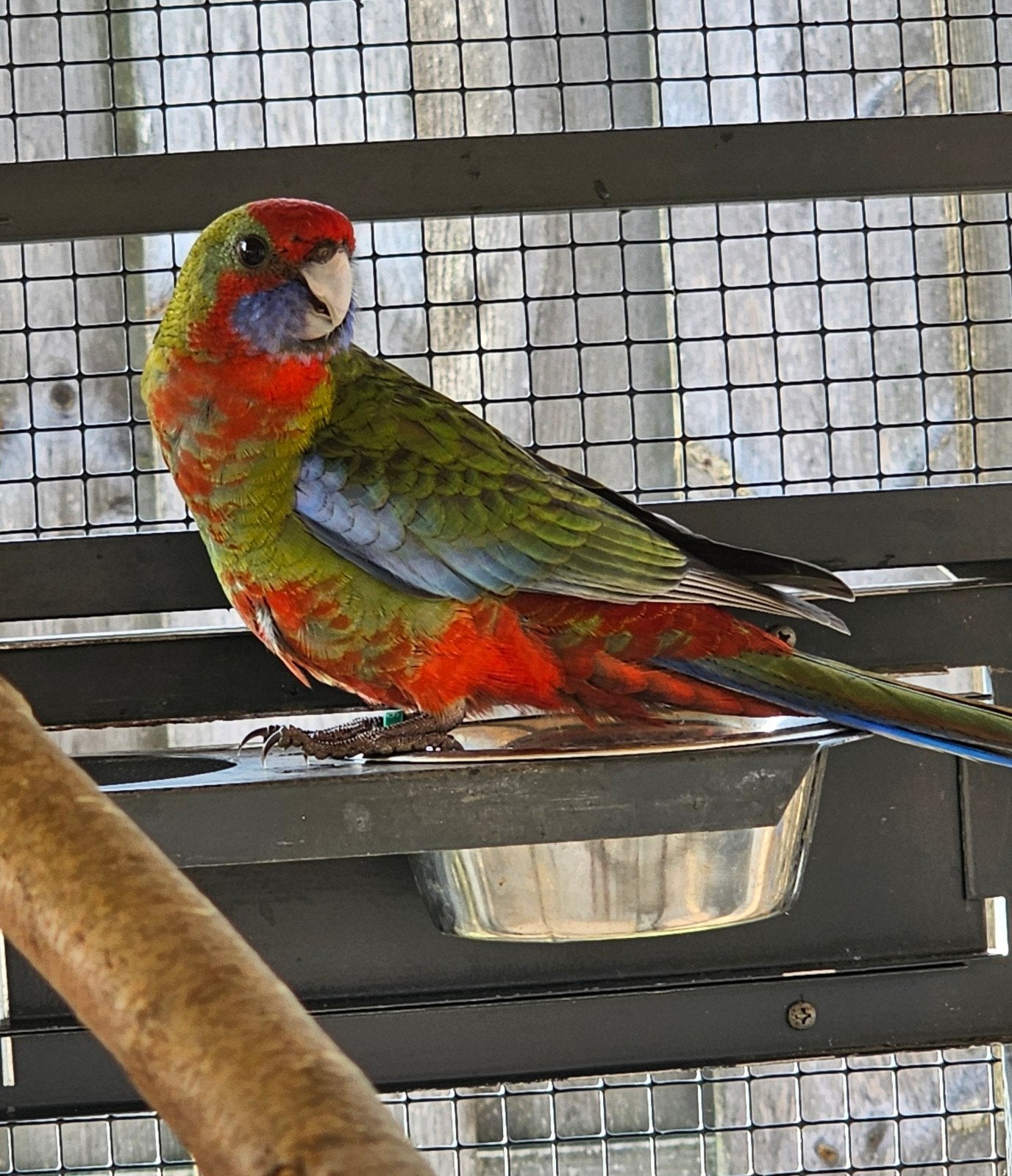 2 penanten die mogen verhuizen, Meerdere dieren, Parkiet, Geringd