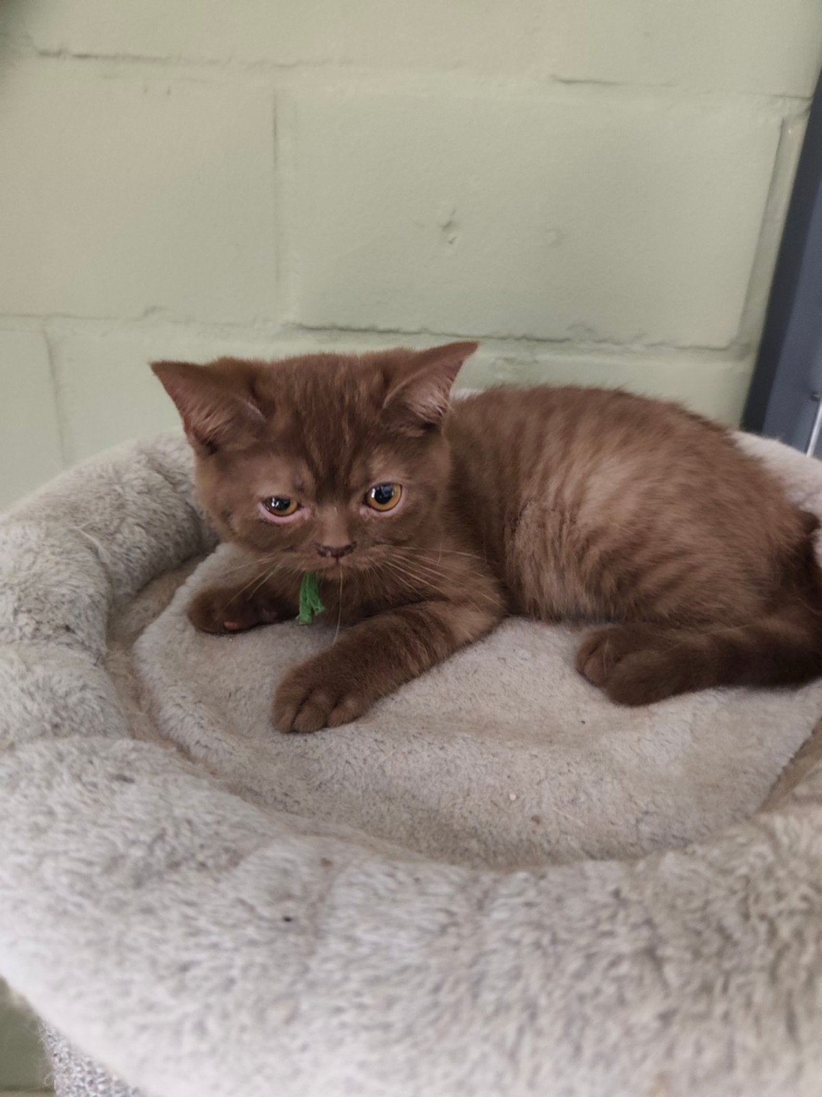 britse korthaar kitten, Chat, Avec puce électronique, 0 à 2 ans