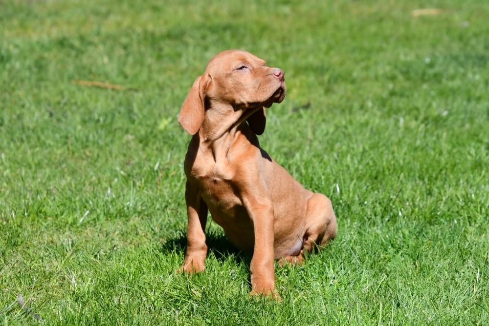 Vizsla pups te koop, Dieren en Toebehoren, Parvo, België, 8 tot 15 weken, Eén hond