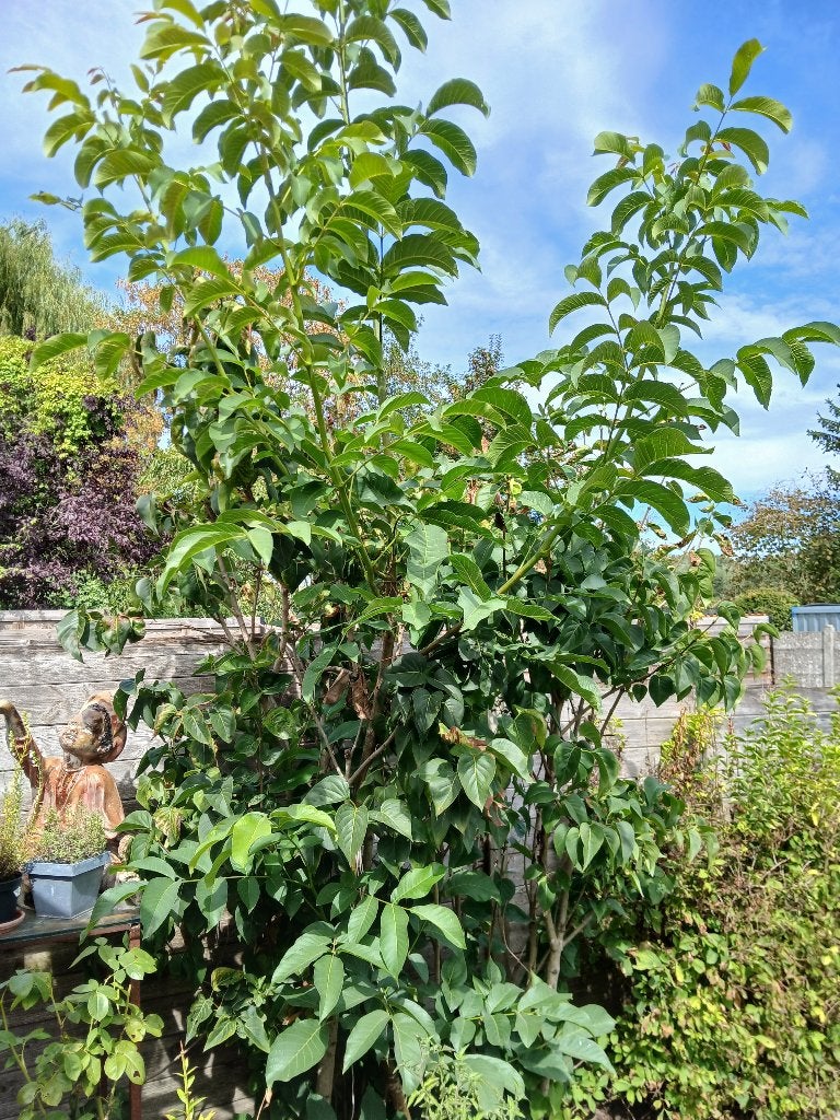 notenboompje, Jardin & Terrasse, Enlèvement, Neuf