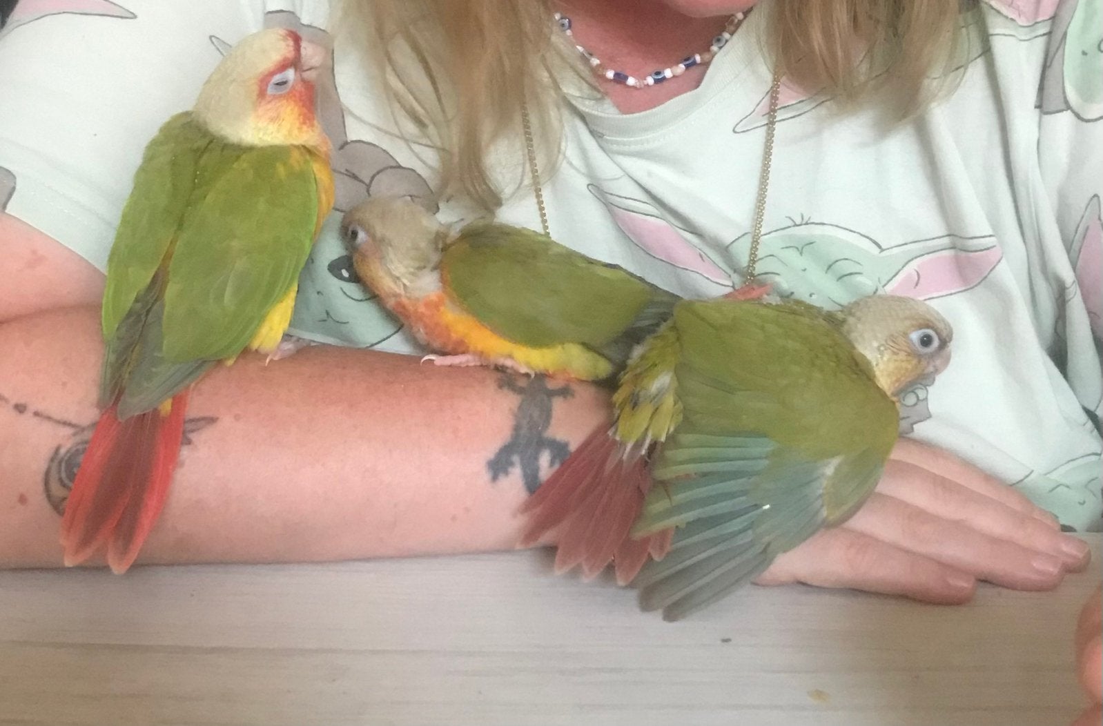 Conure pyrrhura molinae.  eam, Animaux & Accessoires, Mâle
