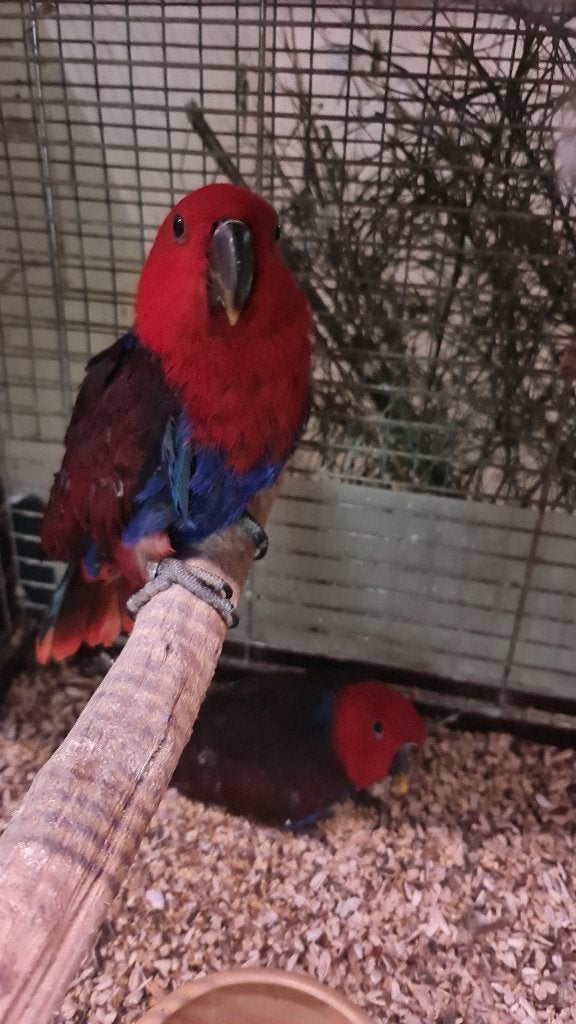 Edelpapegaai pop, Dieren en Toebehoren, Vrouwelijk, Papegaai, Geringd