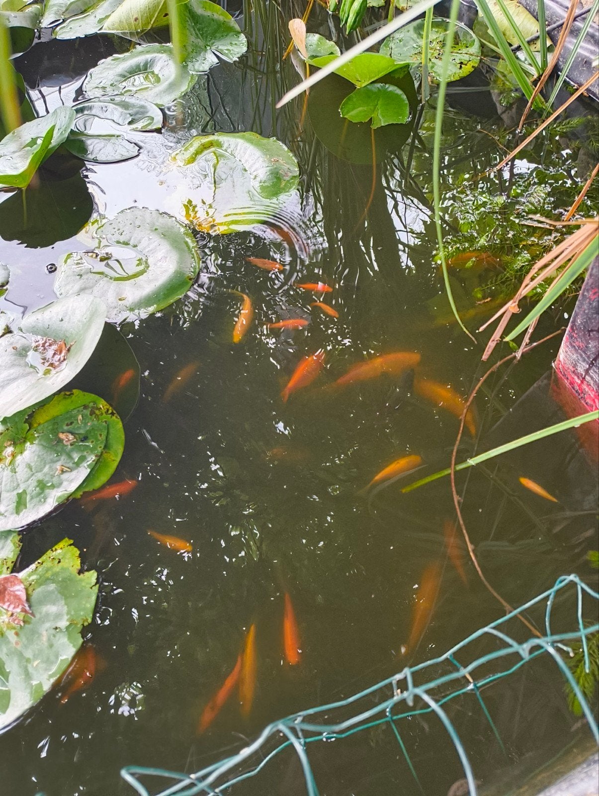 Goud vissen, gezonde en sterke visjes, Dieren en Toebehoren