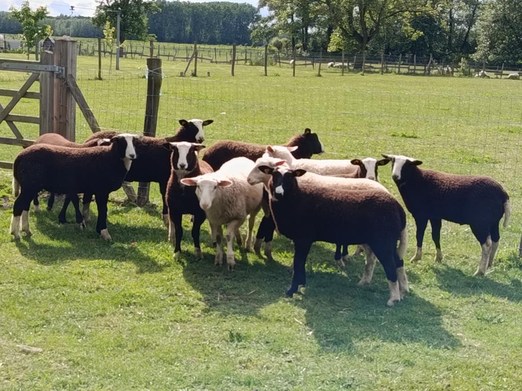 weidelammeren/ rammen, Dieren en Toebehoren, Schapen, Geiten en Varkens