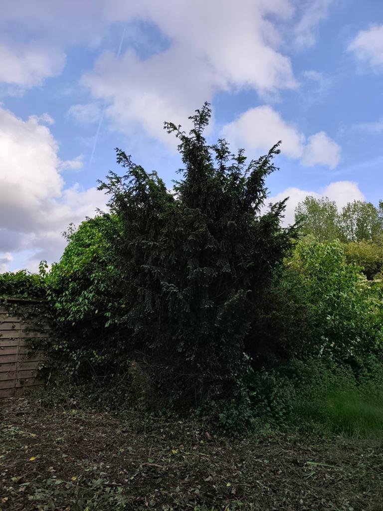Vijnenboom te koop, Ophalen