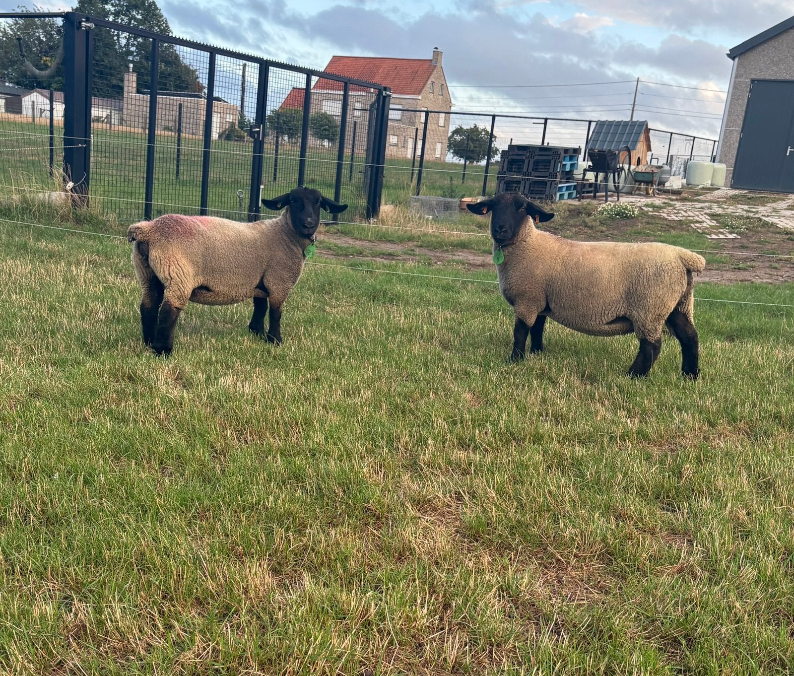 Suffolk ooien te koop, Femelle, Mouton, 0 à 2 ans