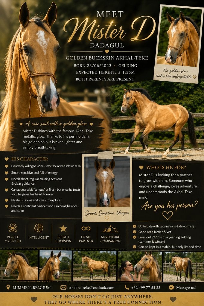 Validation du signe Golden Bucksin Akhal, Moins de 160 cm, Non dressé, Cheval de récréation, 3 à 6 ans