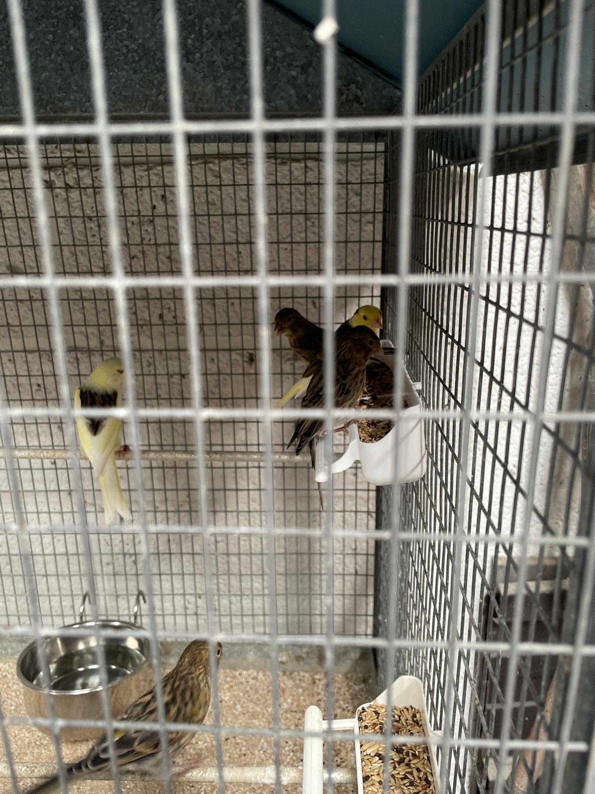 Kanariejongen 2026, Dieren en Toebehoren, Vogels | Kanaries, Geslacht onbekend