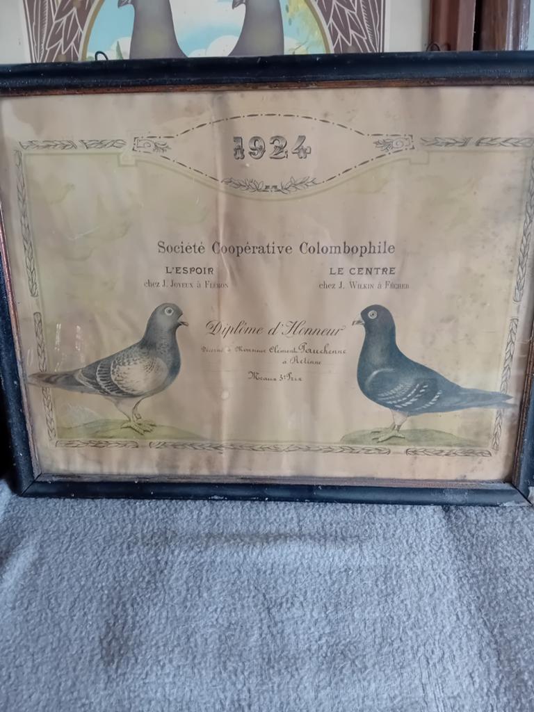 Diplômes pigeons duiven colombophile duif
