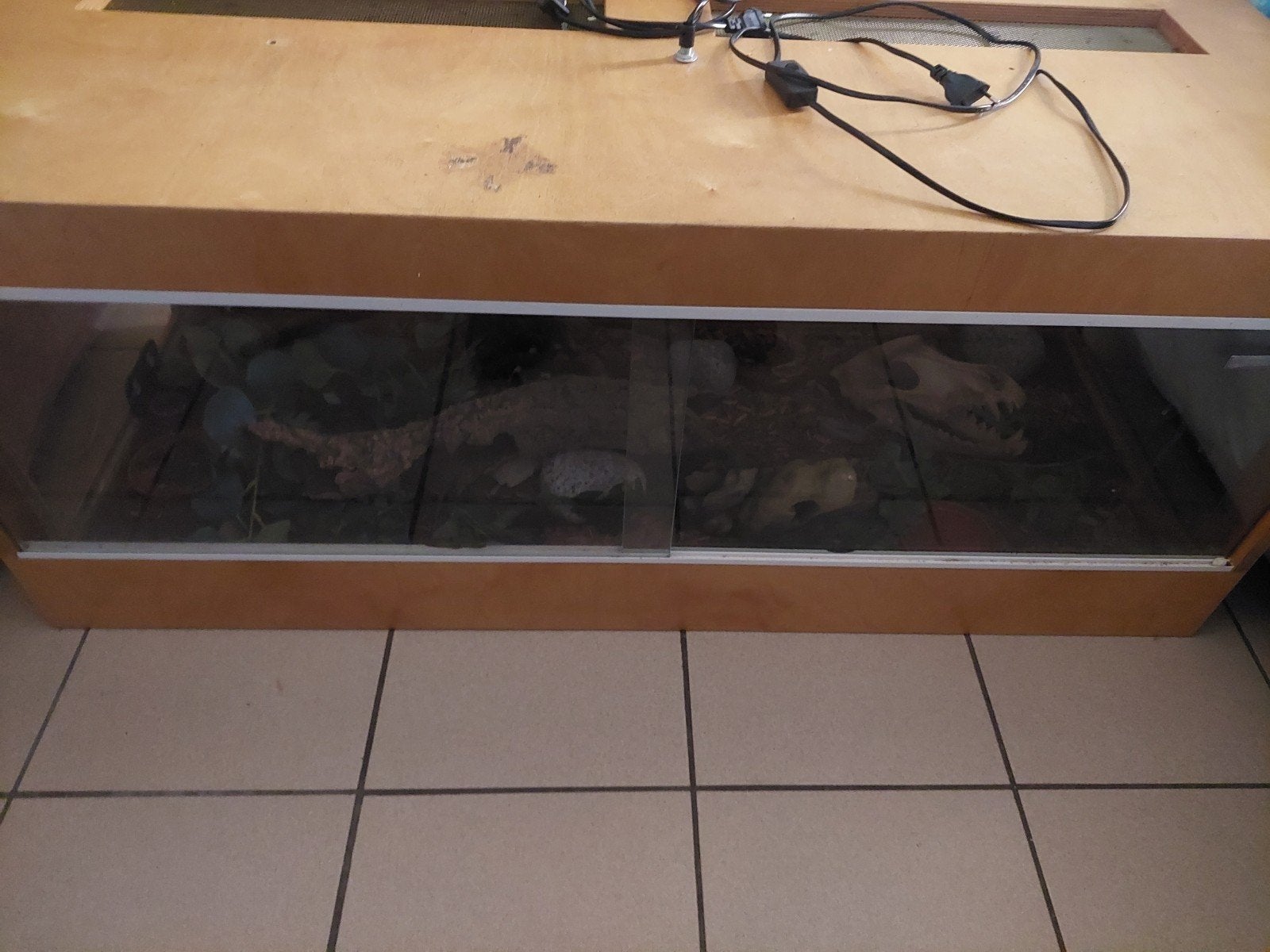 Terrarium, Dieren en Toebehoren, Ophalen