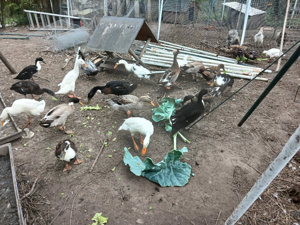 eenden, Dieren en Toebehoren, Meerdere dieren, Eend