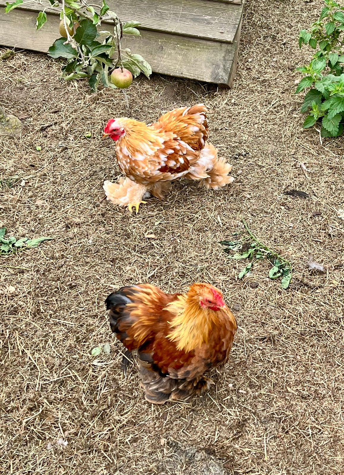 Gratis cochin kriel haantjes, Dieren en Toebehoren, Mannelijk, Kip