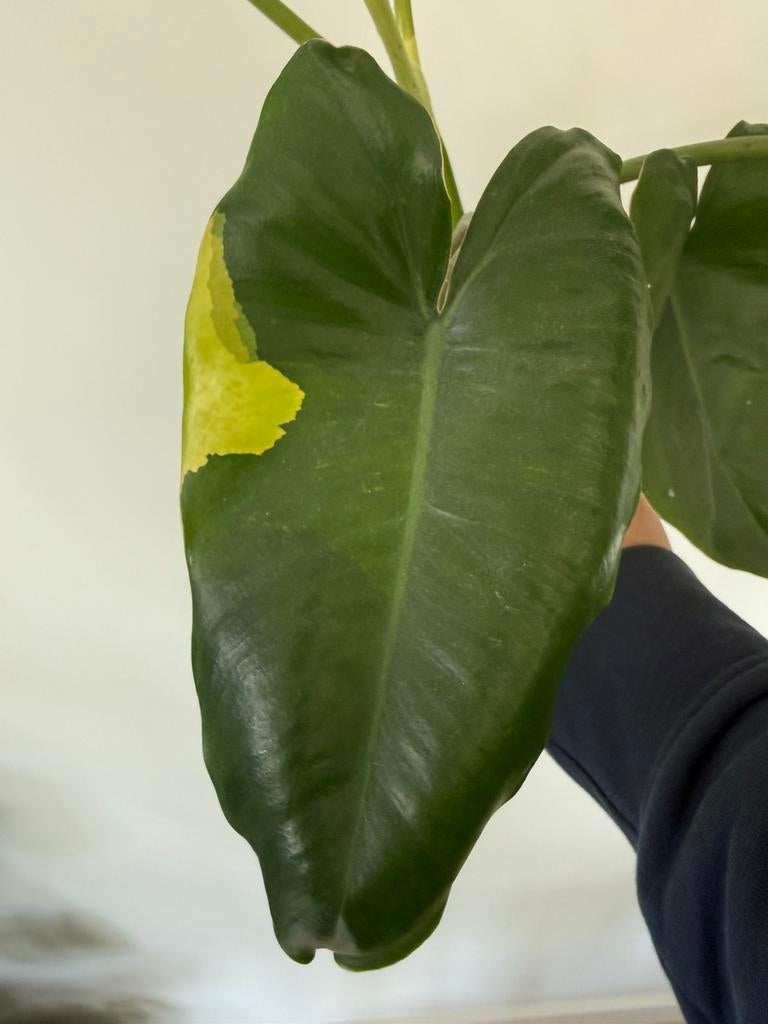 Plant Philodendron burle marx variegata - gewortelde kopstek, Ophalen, Overige soorten, Halfschaduw, Minder dan 100 cm