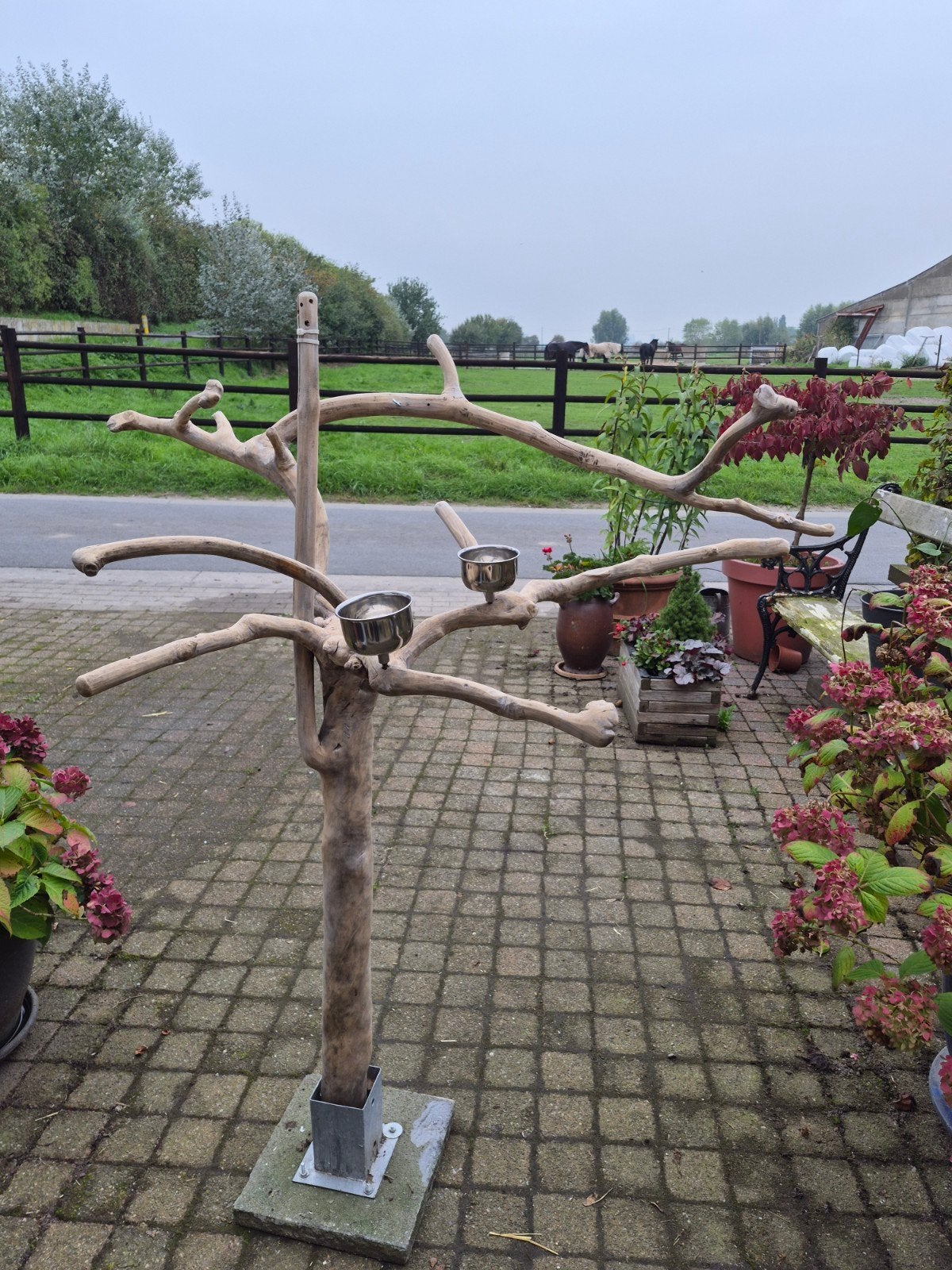 papagaai javaboom, Dieren en Toebehoren, Ophalen, Gebruikt, Overige typen
