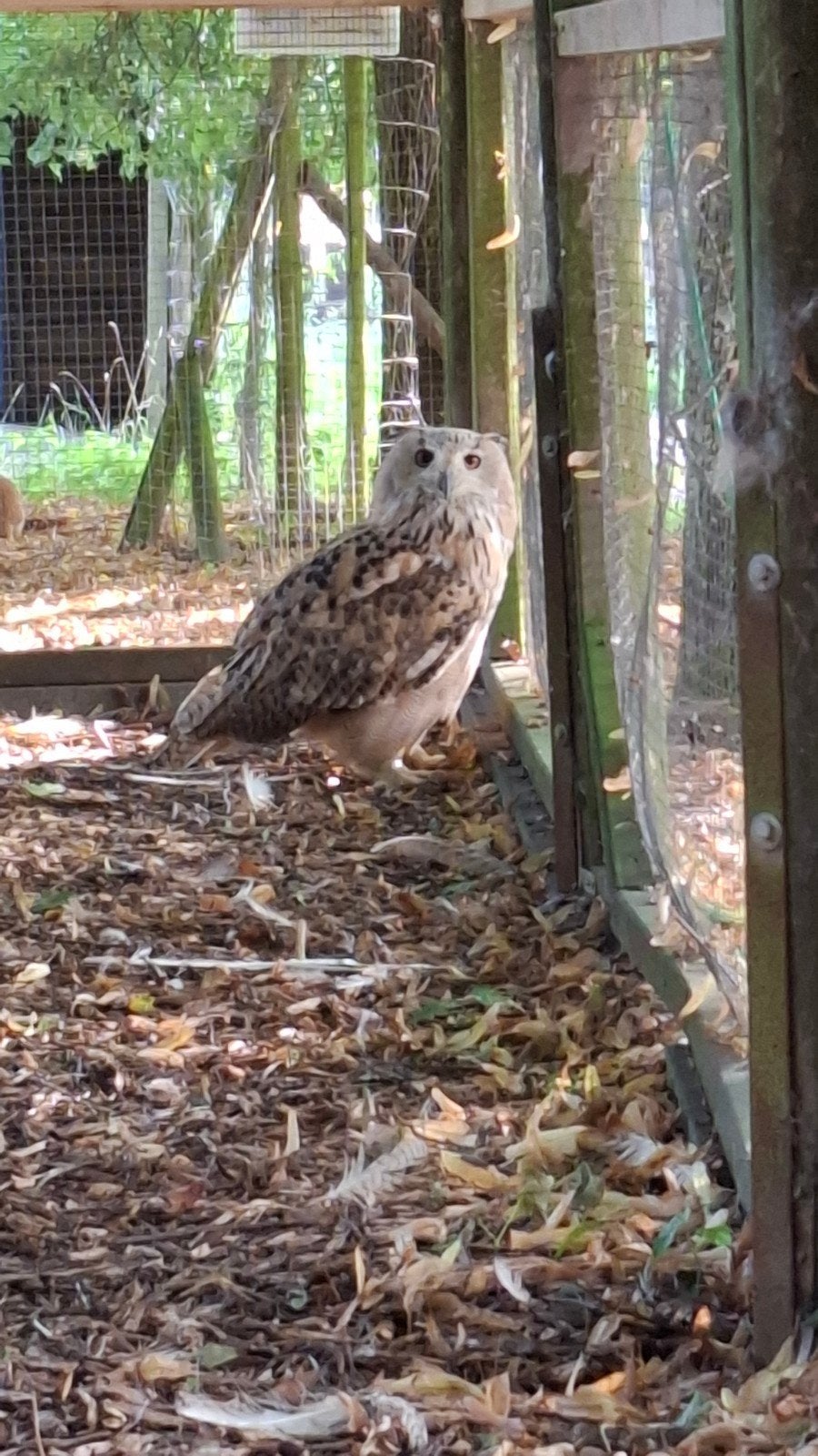 Hibou Grand Duc Sibérie, Animaux & Accessoires, Oiseaux | Oiseaux Autre, Mâle, Oiseau de proie, Bagué