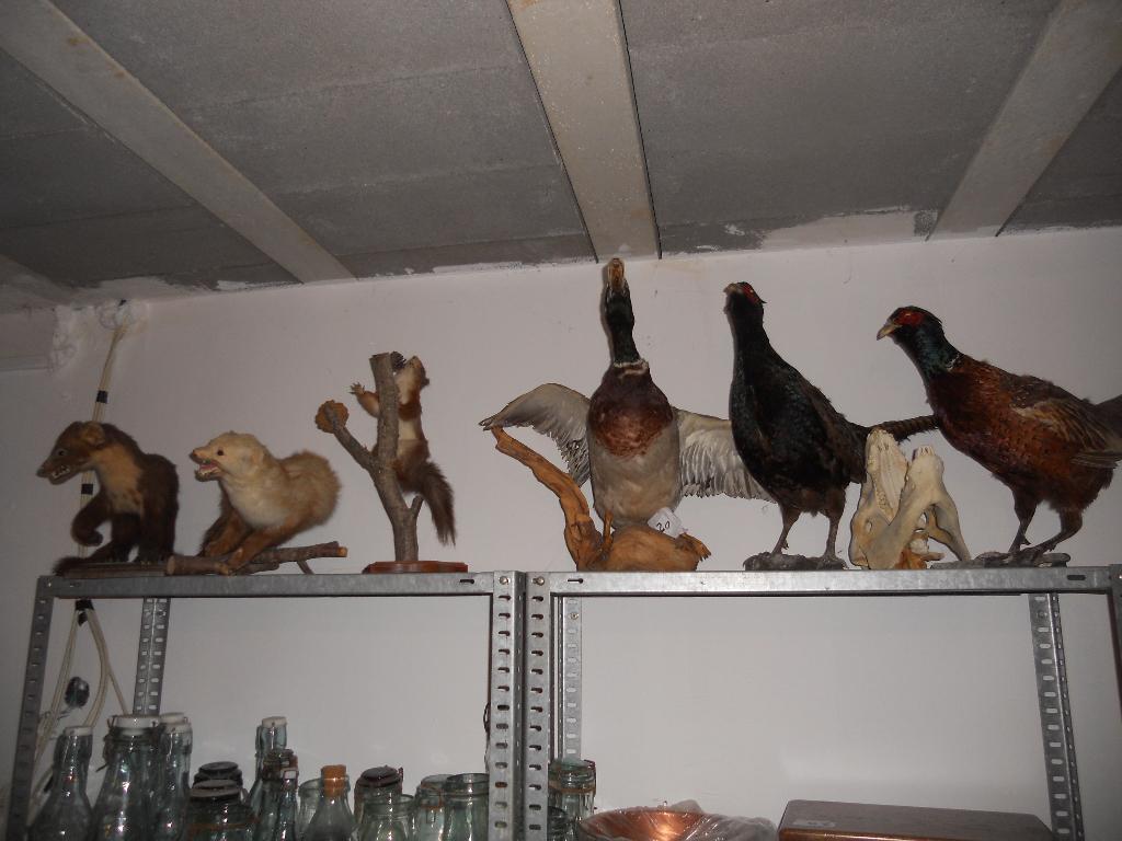 taxidermie fouine , faisan , blaireau, Antiquités & Art, Enlèvement