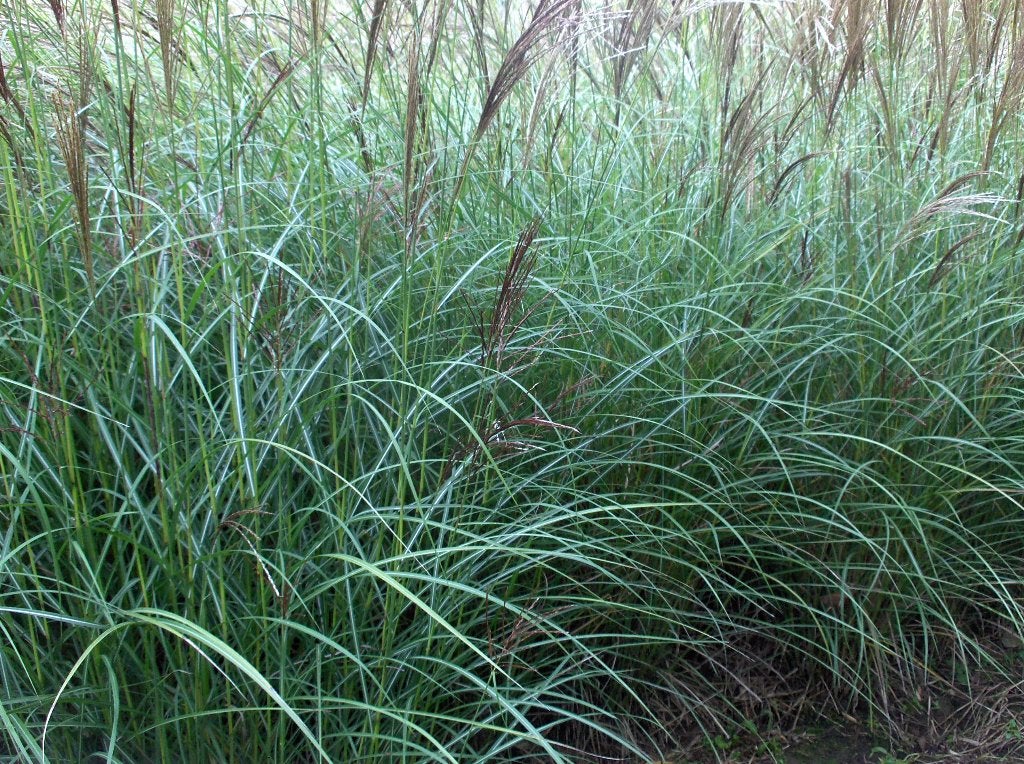 Roseau ornemental Miscanthus Gracillimus, Jardin & Terrasse, Enlèvement, Autres espèces, Haie, 100 à 250 cm